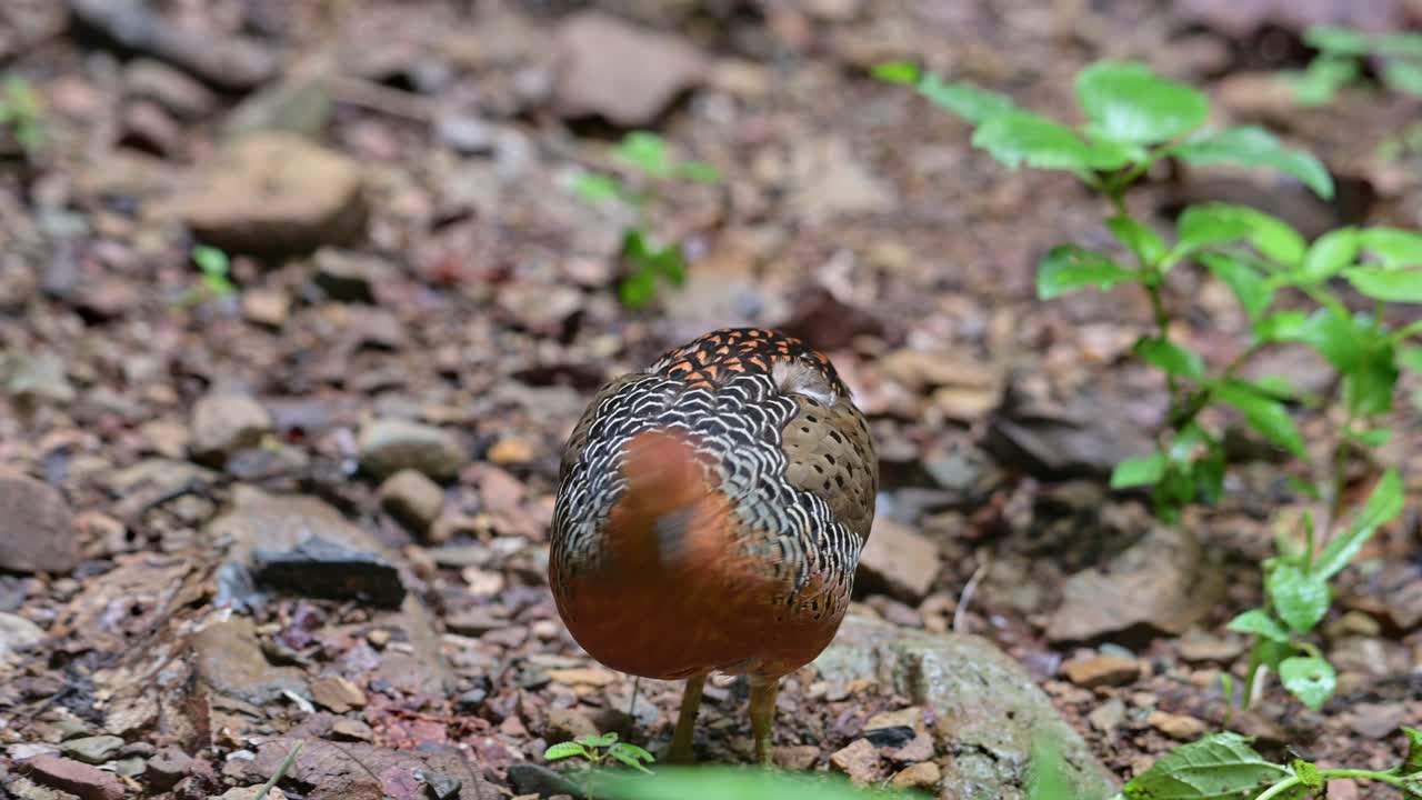 왼쪽을 향하고 오른쪽으로 움직이는 은  (caloperdix oculeus, 태국)