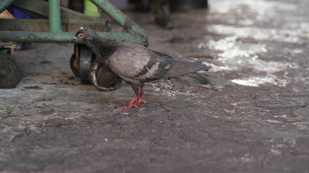 A close-up shot of a pigeon pecking at the ground on a quiet urban street