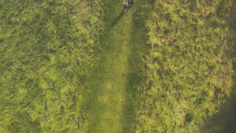 aerial drone shot of woman walking dog through field in english summer countryside uk