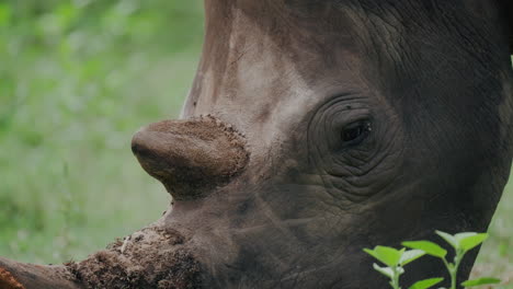 close-up of a white rhinoceros