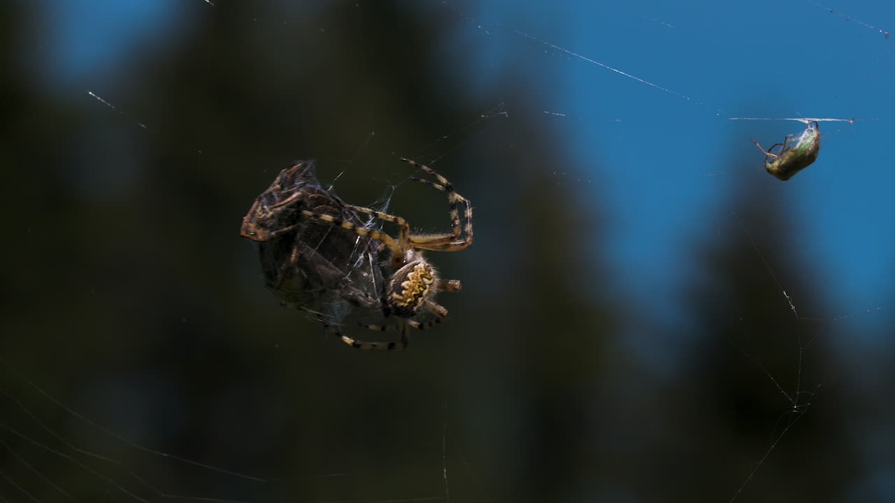 거미 가 그 그물 에 있는 먹이 를 먹고 있다