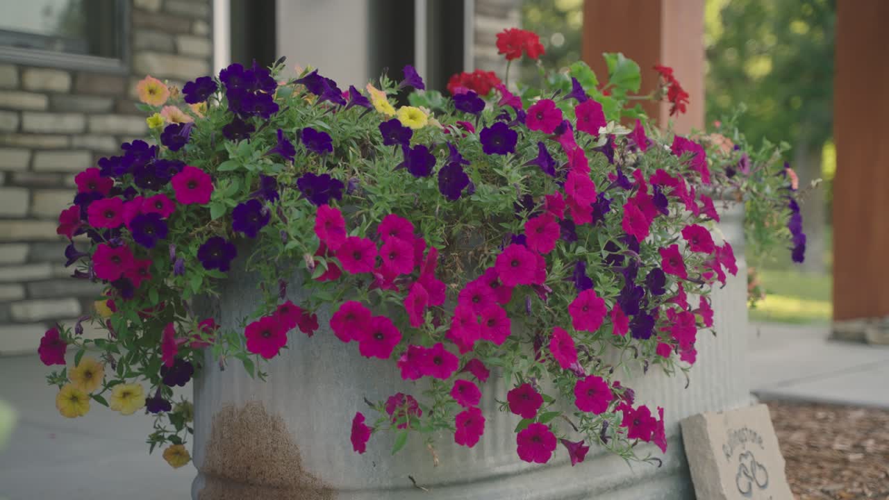 View of varieties of hanging petunias and surfinias flowers in the pot outside house.
