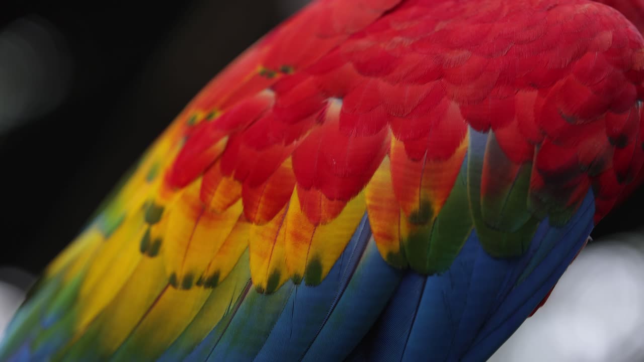 una macro toma de plumas de guacamayo colombiano