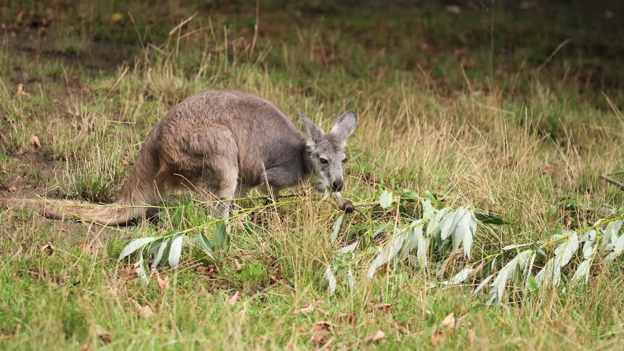 el canguro macropodidae come hojas verdes frescas del suelo del prado, telefoto