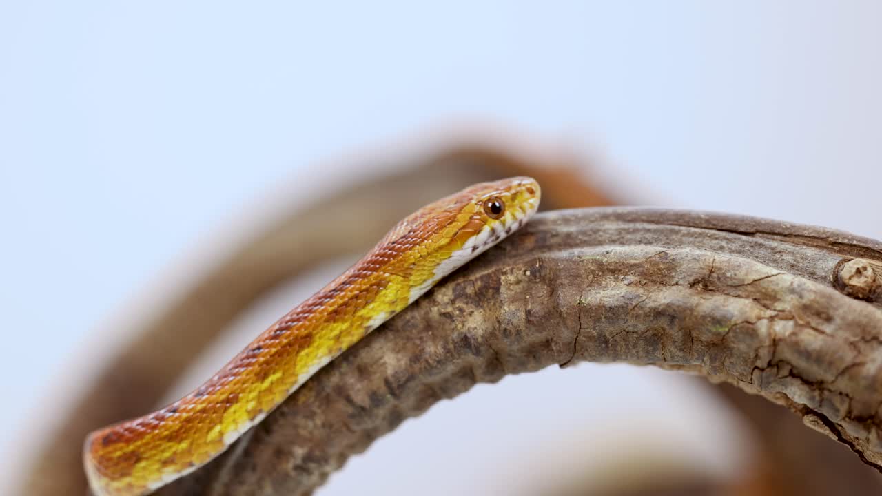 A corn snake moves gracefully along a textured branch, captured in close-up with soft lighting and a neutral background