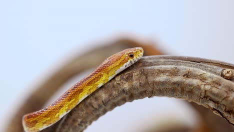 a corn snake moves gracefully along a textured branch, captured in close-up with soft lighting and a neutral background