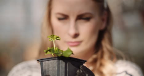 jardinero femenino examinando plantas en el invernadero 7