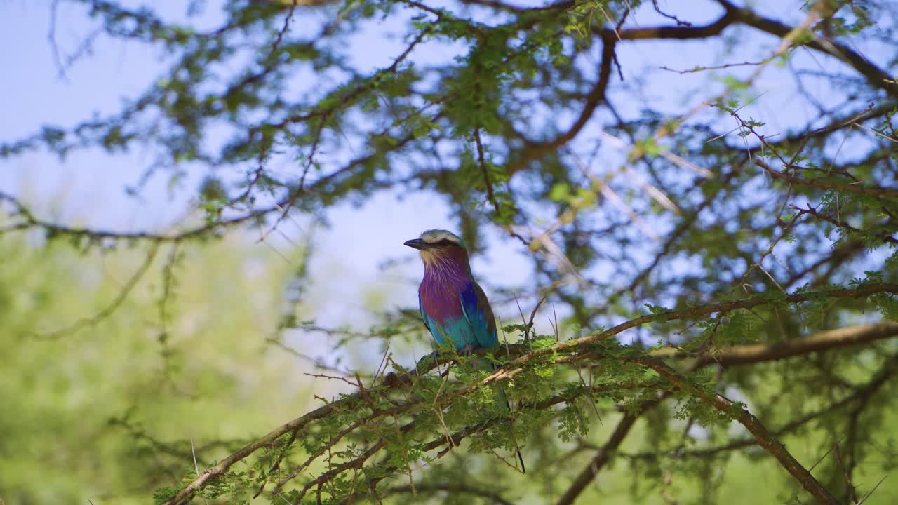 Un piccolo uccello si posa tra i rami verdi di un albero e si guarda intorno durante un safari africano nella calda savana