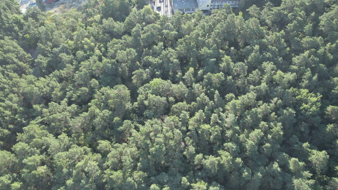 Aerial Flying Over Dense Forest Tree Tops At Krynica Morska