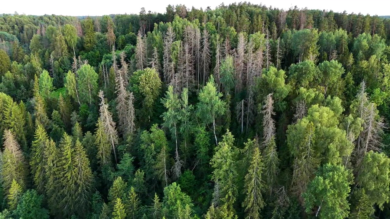 Nåletræer døde på grund af angreb fra den europæiske granbarkbille i lettiske skove. Luftfoto.