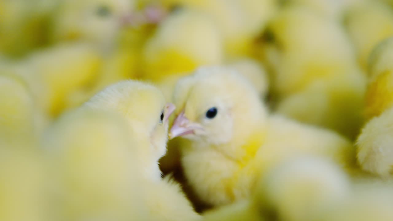 Emotional shot of baby chicks contrasting factory farming and animal rights