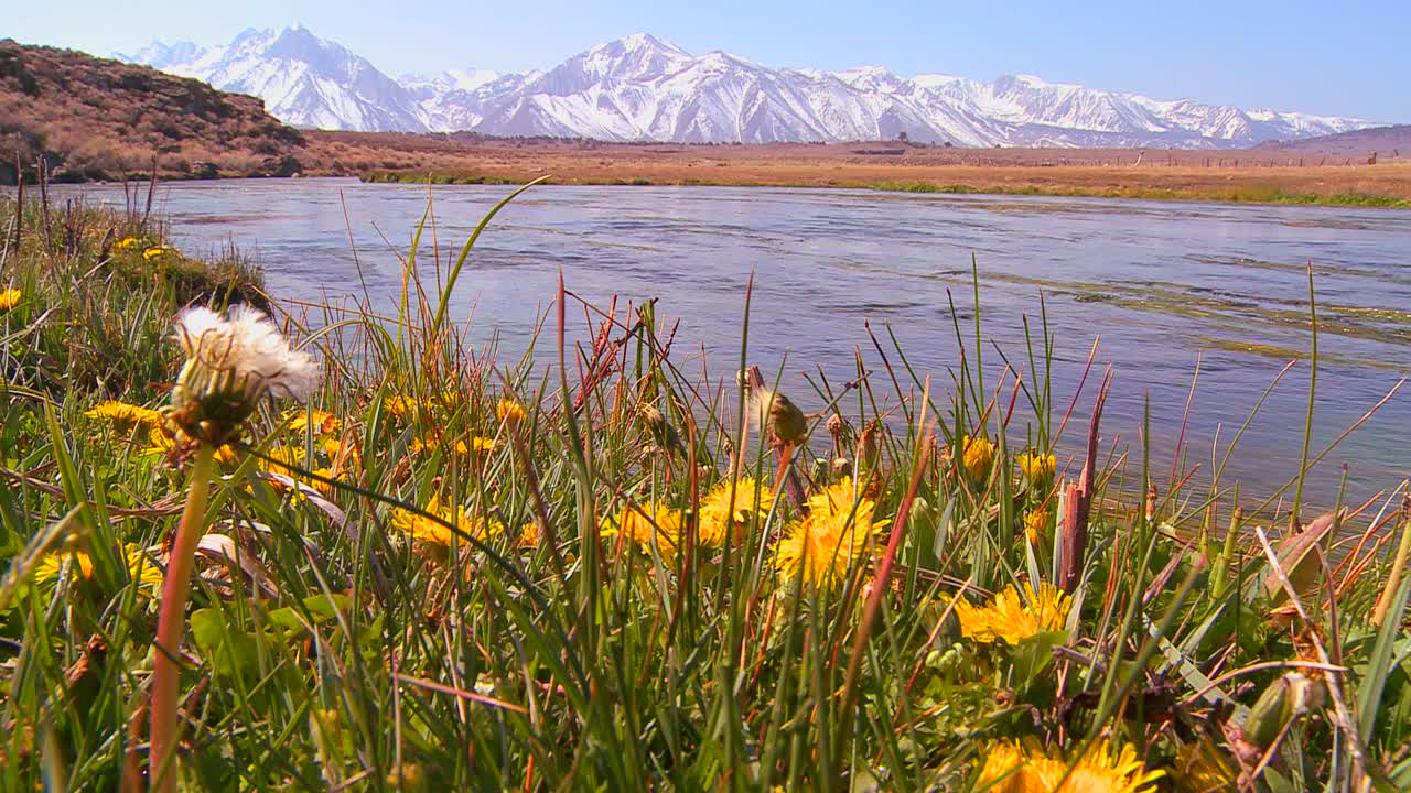 красивая река протекает через горы сьерра-невада с полевыми цветами на переднем плане