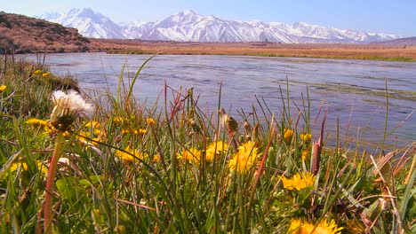 a beautiful river runs through the sierra nevada mountains with wildflowers in foreground