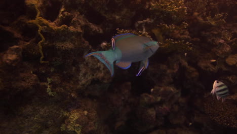 Parrot-Fish-in-the-Red-Sea-of-Egypt