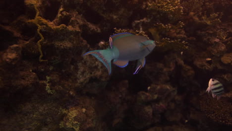 Papageienfisch-Im-Roten-Meer-Ägyptens