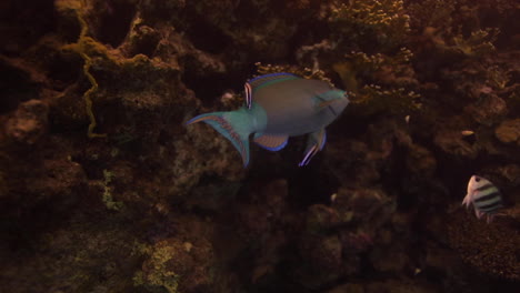 parrot fish in the red sea of egypt