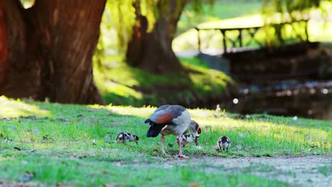 Enten-Und-Babyenten,-Die-Gras-Fressen