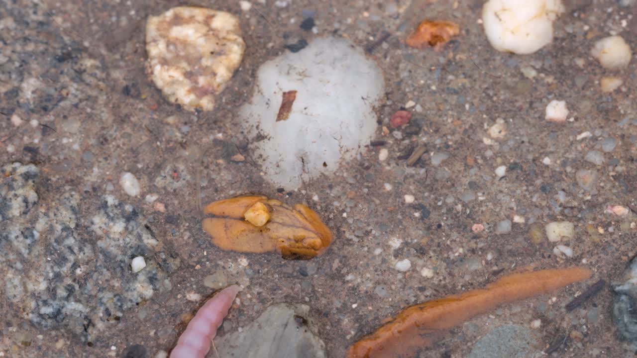 lombriz de tierra arrastrándose lentamente sobre rocas húmedas, toma macro vista muy cercana