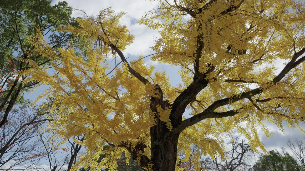 árbol de ginkgo biloba en colores amarillos de otoño en el parque del castillo de osaka, japón