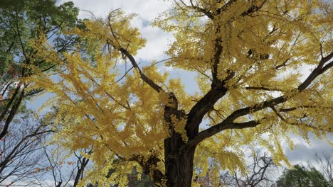 árbol-De-Ginkgo-Biloba-En-Colores-Amarillos-De-Otoño-En-El-Parque-Del-Castillo-De-Osaka,-Japón