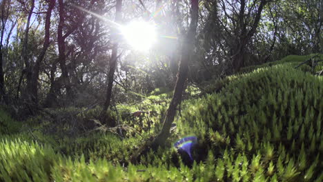 light peak in the forest, moss on the ground on rangitoto island