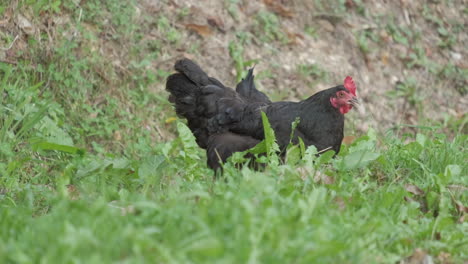 Black-rooster-cock-farming-in-rural-meadow