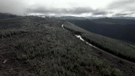 storm clouds hang low over a recently clear cut and replanted forest area, aerial