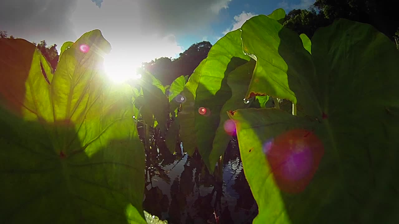 punto de vista moviéndose a través de un pantano o humedal