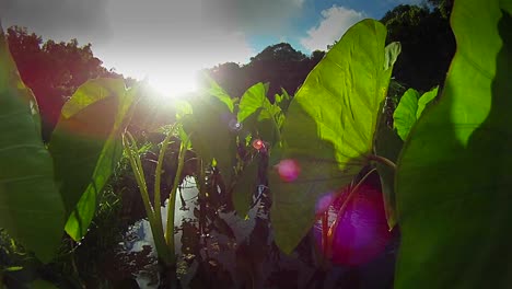 Pov-Moviéndose-A-Través-De-Un-Pantano-O-Humedal