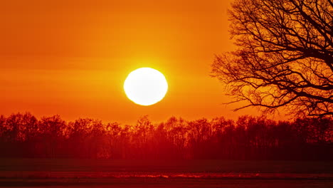 puesta de sol - sol en el cielo rojo poniéndose en el horizonte detrás de los árboles