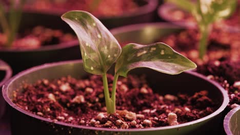 Extreme-close-up-shot-of-a-plant-in-a-pot-on-a-growing-rack