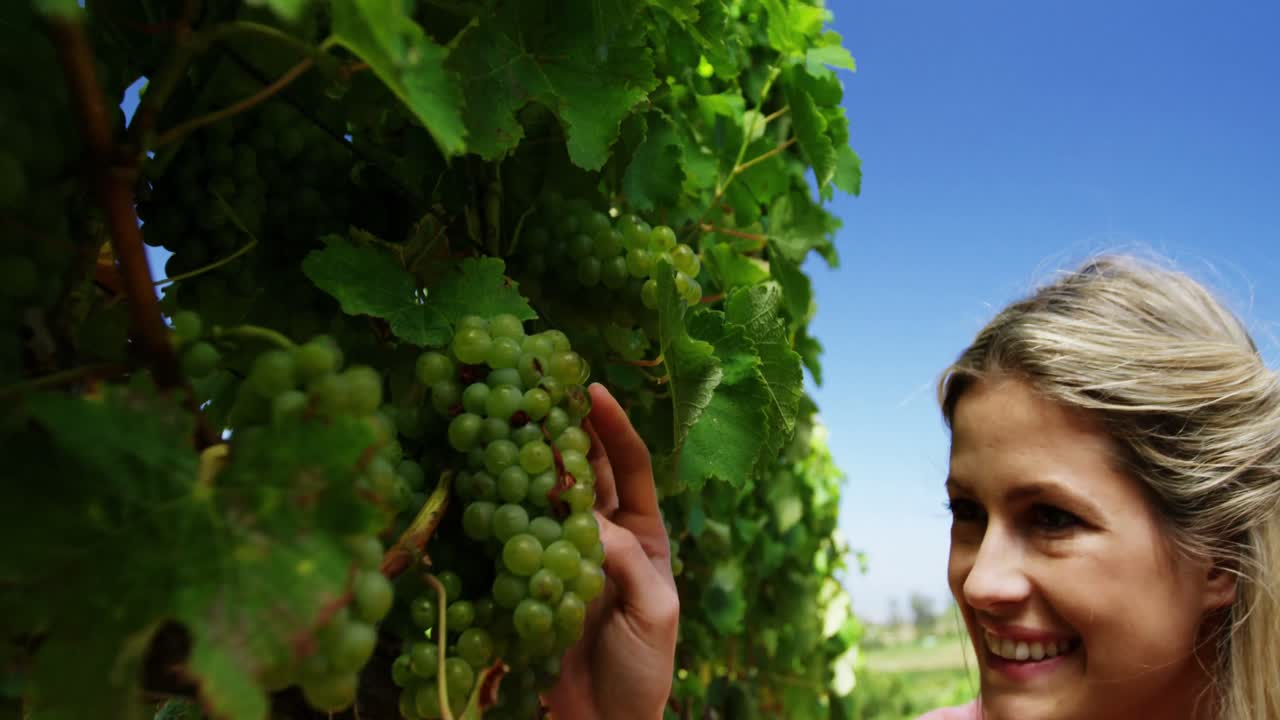mujer feliz examinando las uvas en el viñedo