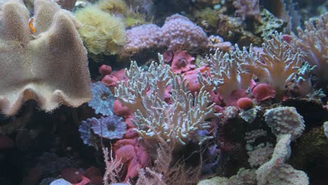 video of an underwater colored coral reef 4k 2025 08 04 08 14 48 utc.mov | animals, aqua, beautiful, beautiful underwater