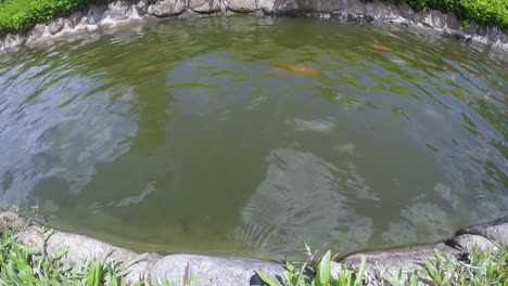 carp fish is swimming