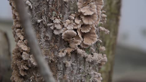 close-up of mushroom that grew on a tree