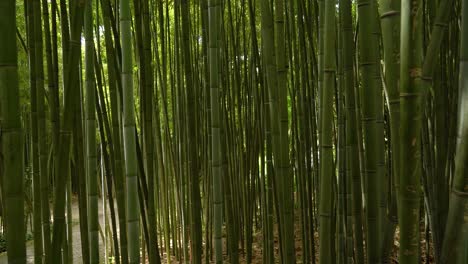 bamboo forest in botanical garden of the university of coimbra