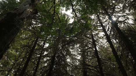 Tilting-up-shot-from-green-fauna-to-large-pine-trees-covered-in-moss-in-the-middle-of-the-Hoh-Rainforest,-Olympic-National-Park,-Washington-state,-USA-on-a-warm-summer-day