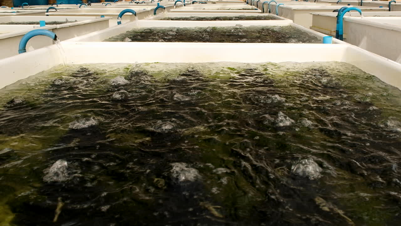 폭기되고 있는 상업용 전복 양식장의 흰색 탱크