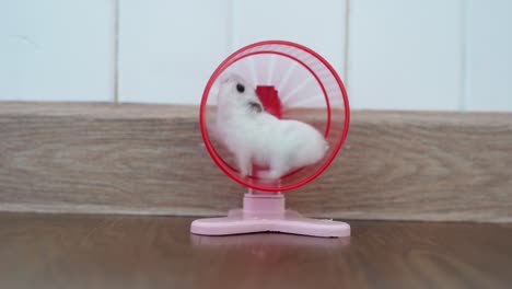 a dzungarian hamster on a plastic training wheel. a hamster trains on a rotating wheel