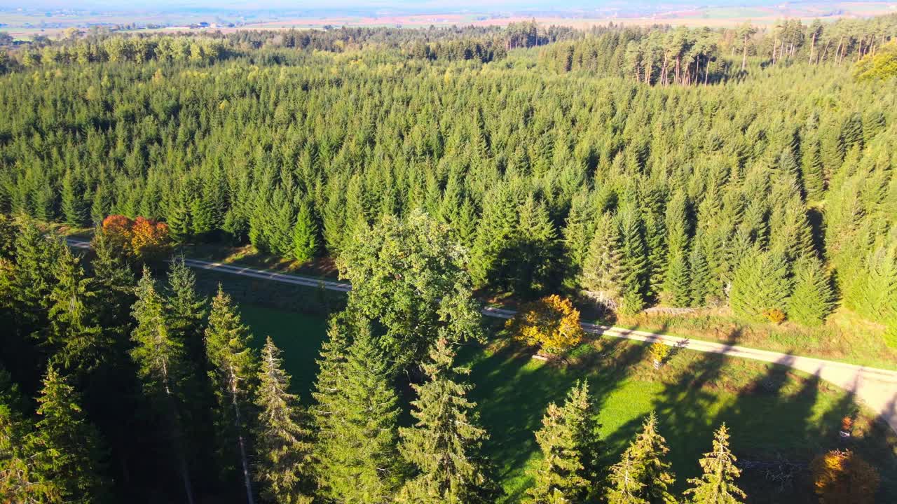 숲에서 아침에 영화 비행