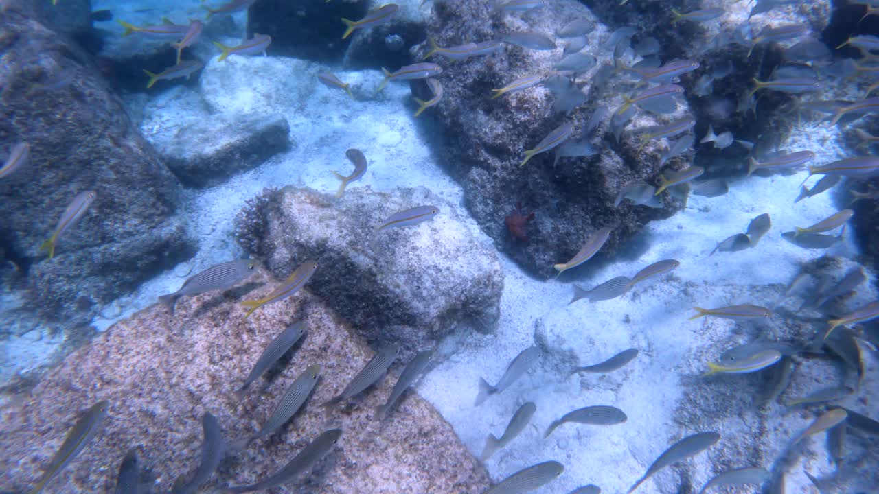 Underwater Scene with School of Fish and Rocks