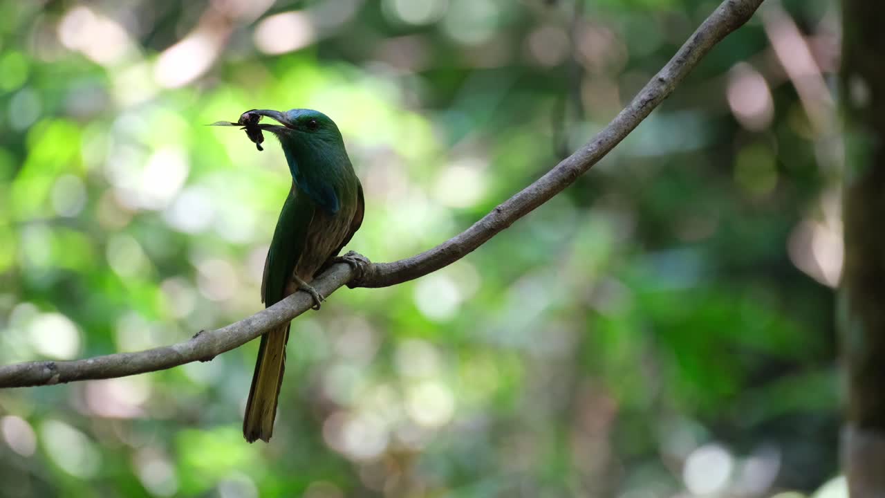 con un gran insecto en su boca posado en una vid mirando a su alrededor luego vuela hacia abajo para entregar la comida a sus crías, el apicultor de barba azul nyctyornis athertoni, tailandia