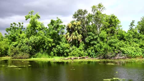 Couturie-Forest-canal-in-City-Park-in-New-Orleans-Louisiana-water-bird-on-shore