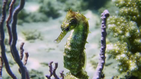 captivating underwater journey: a close-up encounter with a majestic seahorse among vibrant coral, showcasing nature's unparalleled marine life beauty