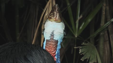 Australian-Cassowary-close-up-of-head-with-very-green-plants-in-background