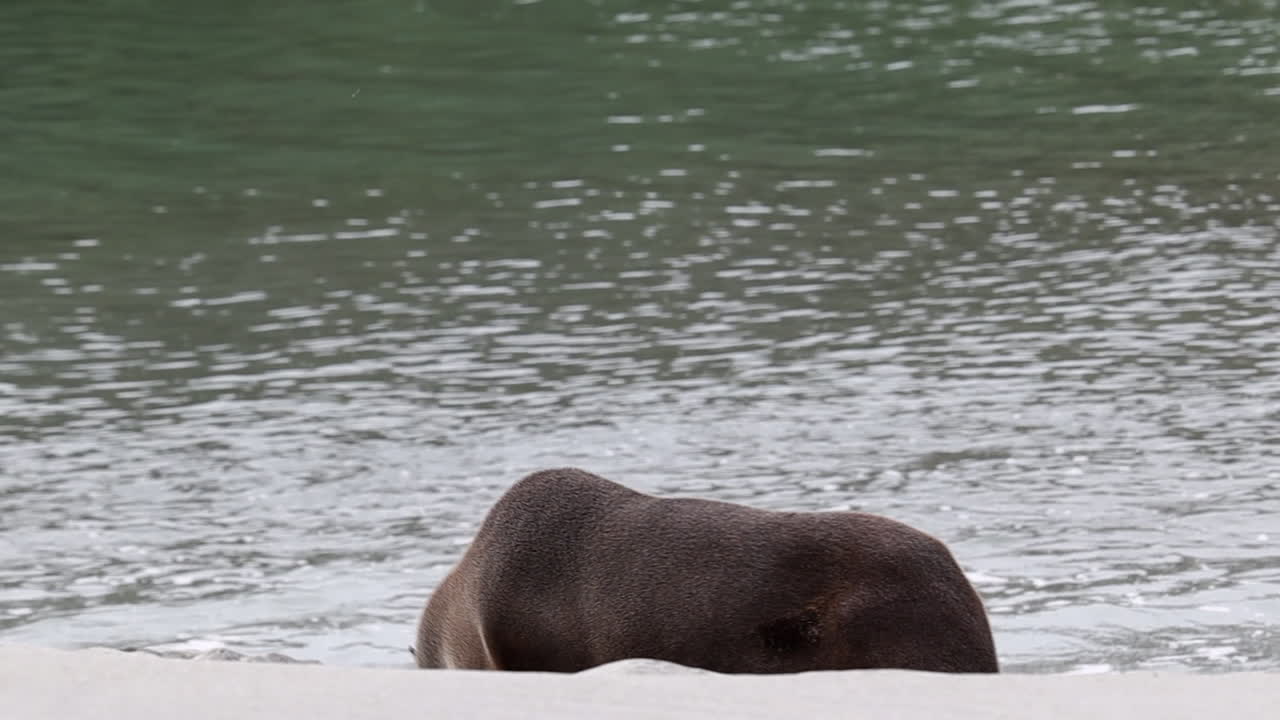 뉴질랜드에서 수영을 하러 가는 바다사자 (sea lion) 의 초상화