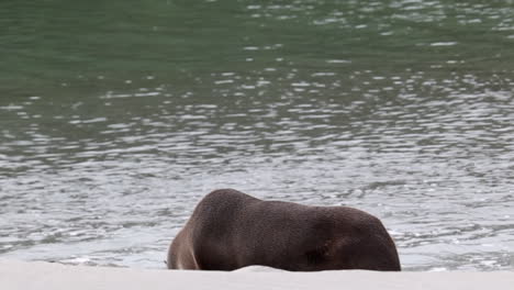 Seals-sea-lion-laying-and-going-to-swim-water-portrait-in-New-Zealand