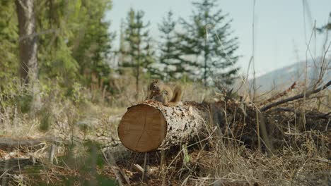 gently approaching red squirrel on fallen tree trunk, eating. handheld, low pov