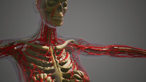 ciencia anatomía de los vasos sanguíneos humanos
