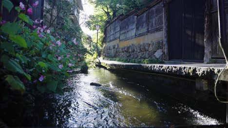 peaceful sidewalk through old gujo hachiman street, gifu japan